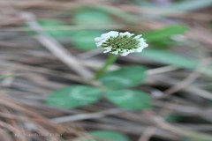 Trifolium repens